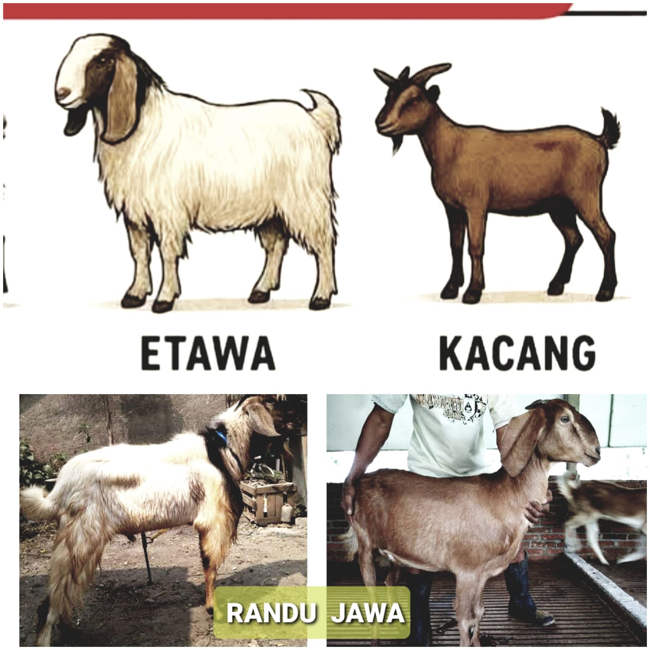 Kambing Jawarandu